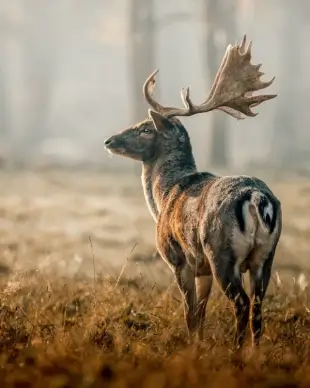 wilderness picture reindeer meadow scene 
