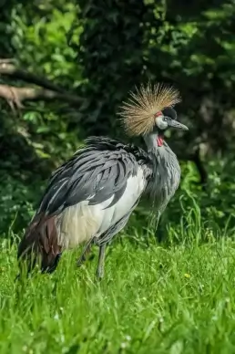 wilderness picture walking grey crowned crane meadow elegance 