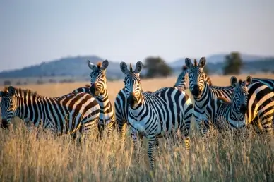 wilderness picture zebra herd meadow scene