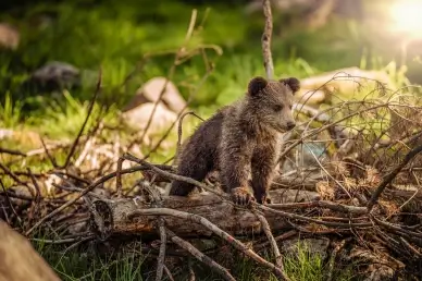 wildlife backdrop picture dynamic baby bear