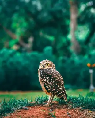 wildlife picture closup perching owl