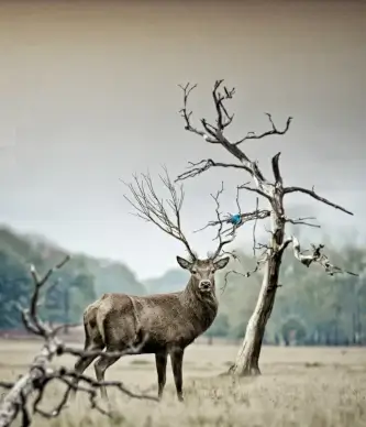 wildlife picture cute reindeer meadow scene 