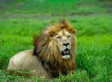 wildlife picture dynamic elegant lion roar scene