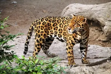 wildlife picture dynamic jaguar animal