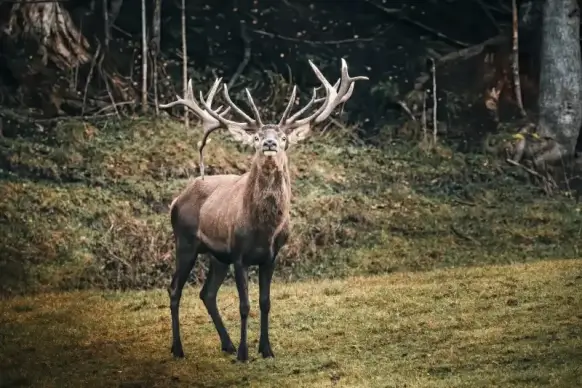 wildlife picture reindeer forest scene 