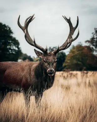 wildlife picture reindeer grass meadow scene 