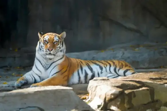 wildlife picture relaxing tiger