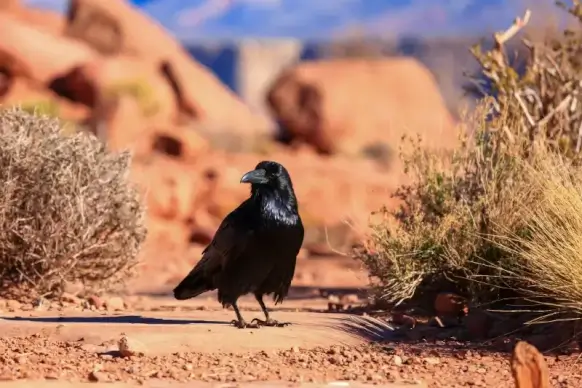 wildlife picture walking crow desert scene 