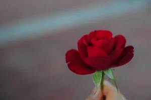will you