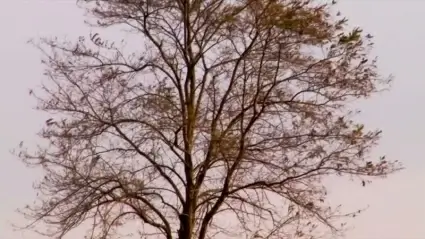 Wind