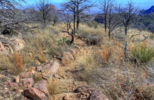 windswept trail at big bend national park texas