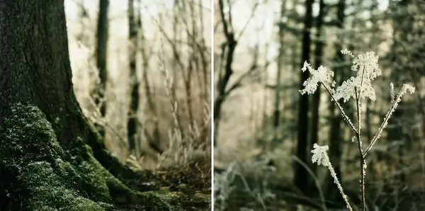 winter forest