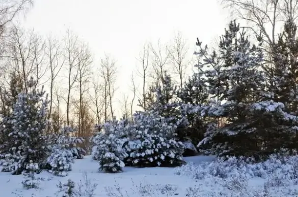 winter forest 6