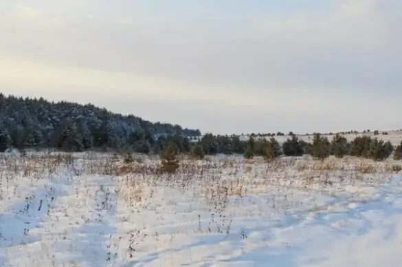 winter forest 7