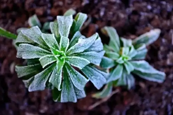 winter frost on plants