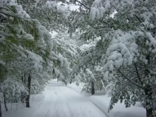 winter landscape