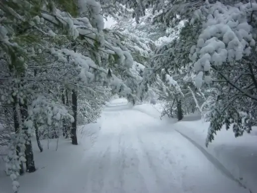 winter landscape
