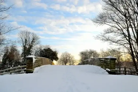 winter landscape