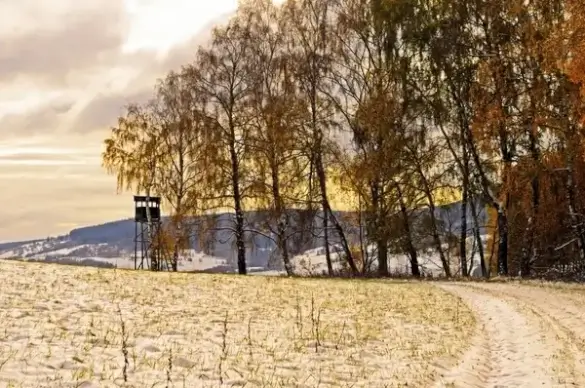 winter landscape