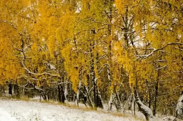 winter landscape