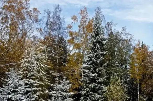 winter landscape
