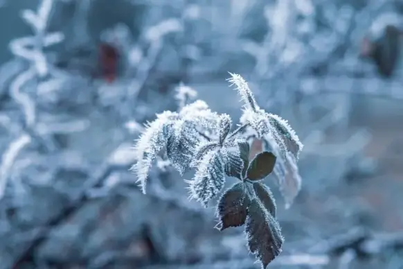 winter nature picture closeup frozen leaves