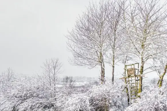 winter nature scenery picture frozen trees scene