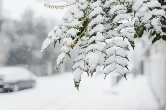 winter scenery picture frozen snowy leaves town scene 