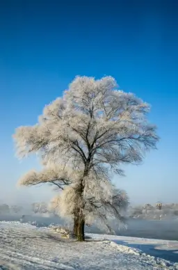 winter scenery picture frozen tree lake scene 