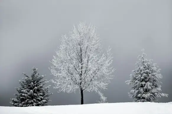 winter scenery picture frozen trees contrast