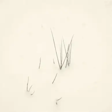 winter snow shrubs