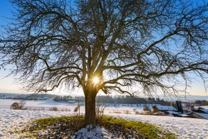 winter tree