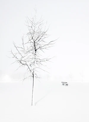 winter tree bench