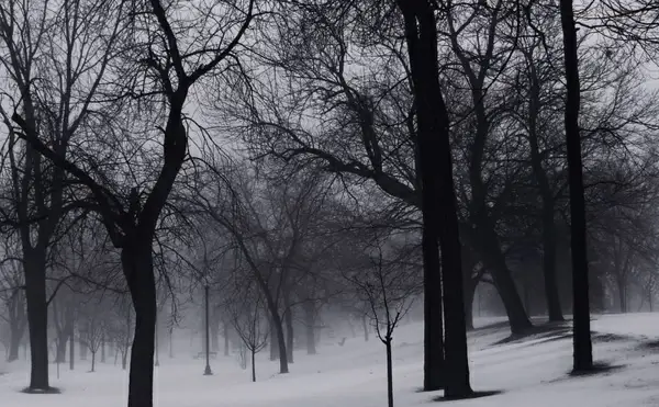 winter trees