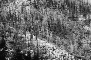 winter trees