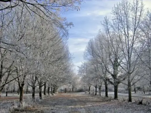 winter trees ice