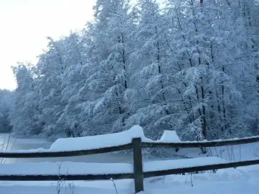 winter trees see