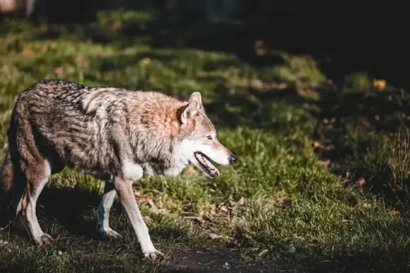 wolf animal picture realistic contrast