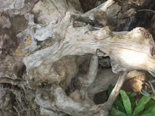 wood