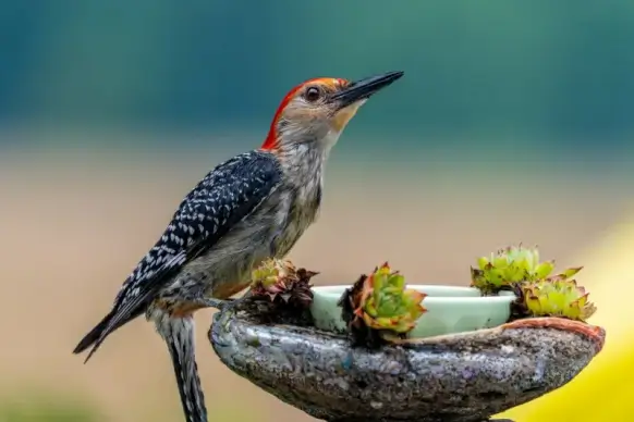 woodpecker picture cute closeup perching bird