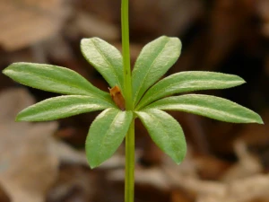 woodruff journal stalk