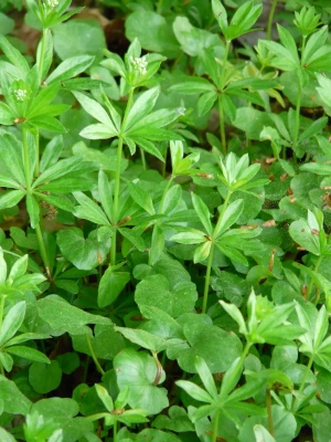 woodruff journal stalk