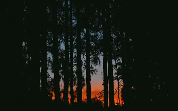 woods