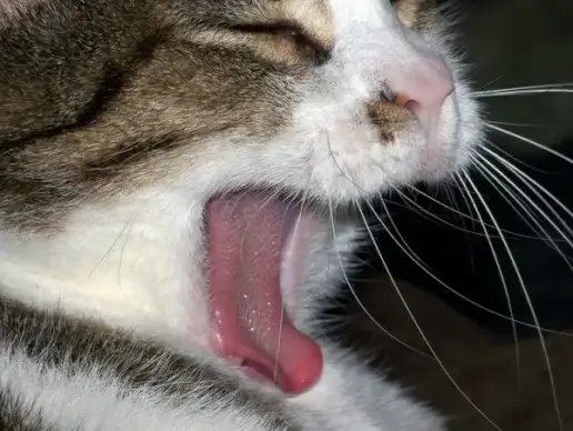 yawning cat