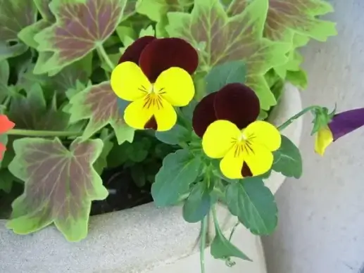 yellow and black pansies