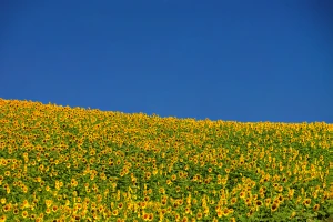 yellow and blue
