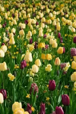 yellow and purple tulips