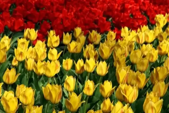 yellow and red tulips