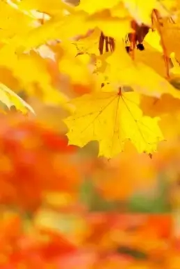yellow autumn leaves