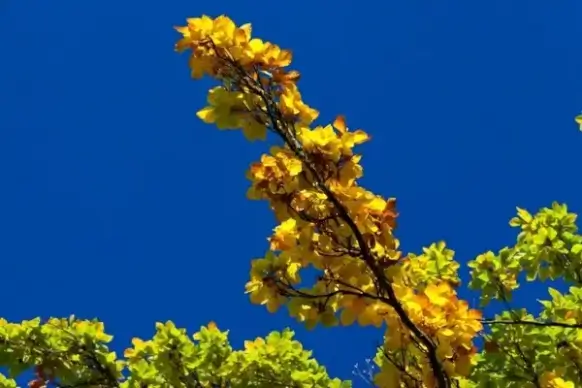 yellow beech leaves